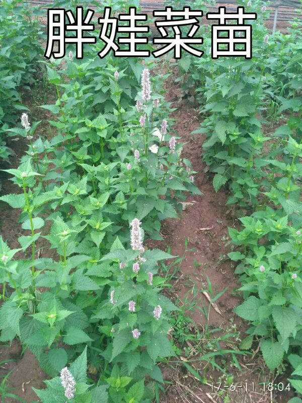 四川重庆食用土藿香苗种子大叶薄荷鱼香草五香叶新鲜蔬菜盆栽 农家有