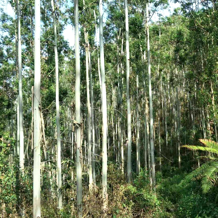 德资速生桉树种子26号29号28号k328号36号桉树山林树木长势快桉树苗