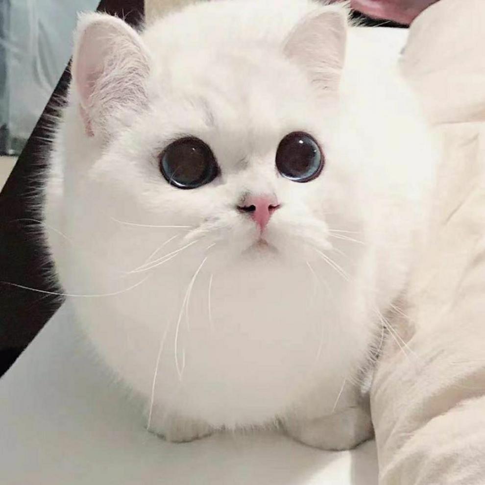 荣郁英短银渐层纯种幼崽包子脸蓝眼银渐层矮脚猫活体幼猫蓝猫混血猫咪