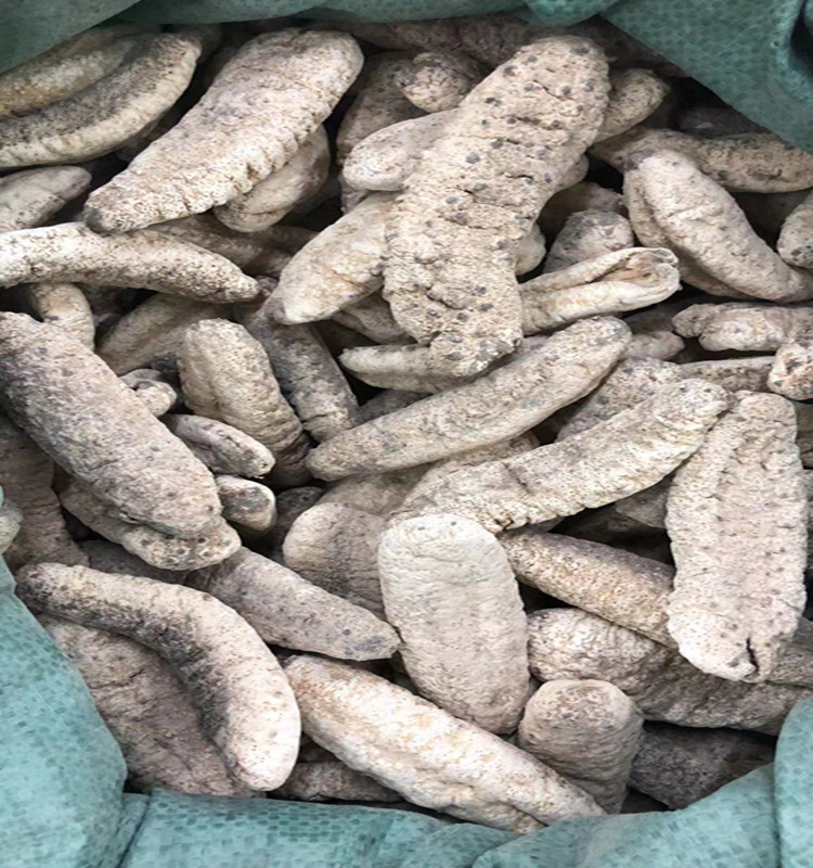 摩洛哥海参 刺参白刺参秃参猪婆参刺秃参海参干货 6-10只/1斤 500g