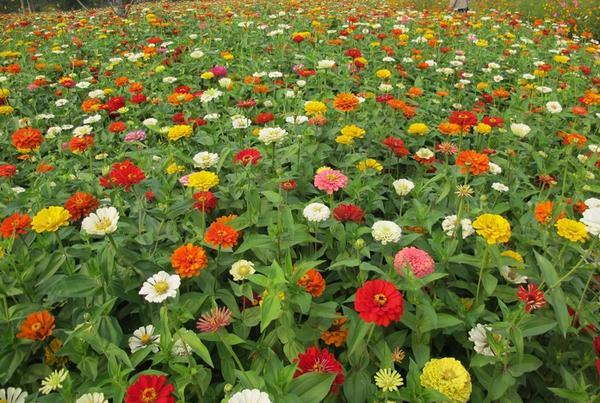 【梦里丹】混色百日草花种矮杆花卉种孑四季开花百曰草花籽种子室外