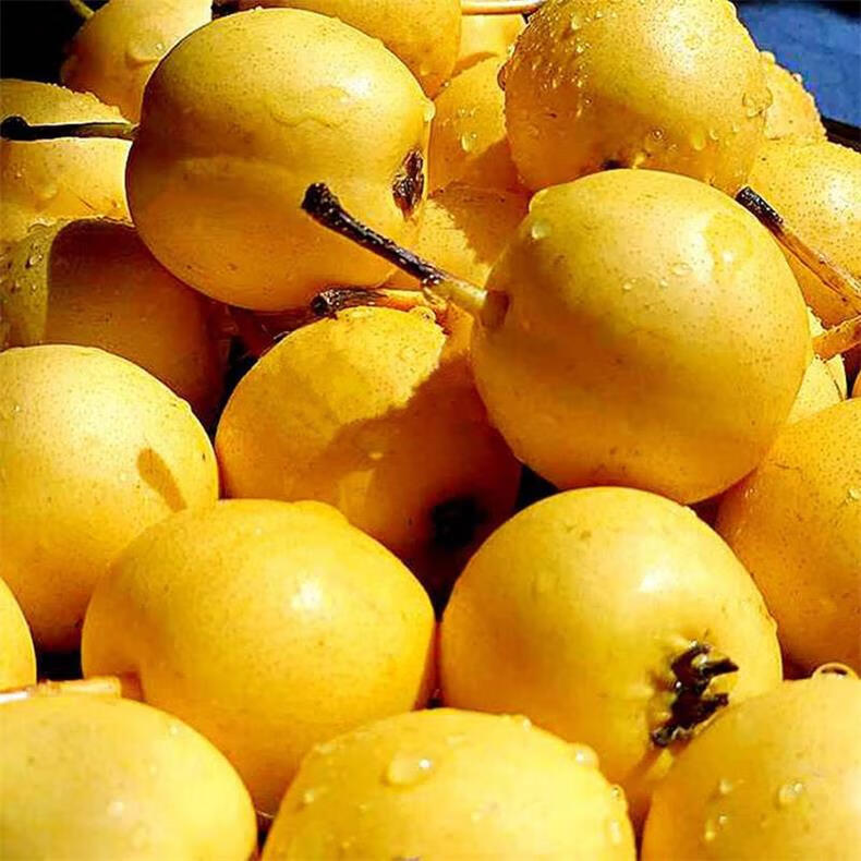 【】东北香水梨正宗现摘小香水梨软濡新鲜水果梨子东北特产酸甜南果梨