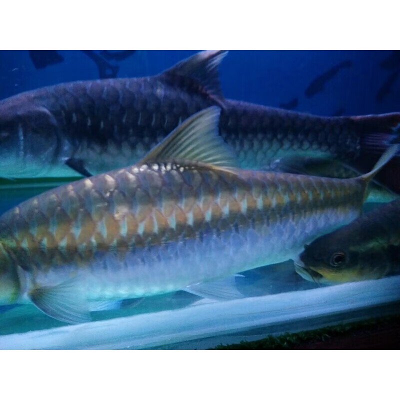 【店铺推荐】原生鱼观赏鱼蓝吉罗缅甸吉罗鱼,保山新光唇 9-11cm【图片