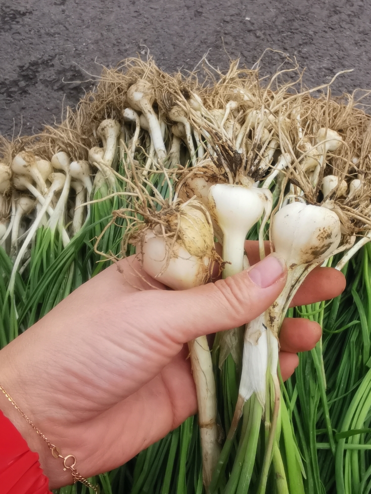 野菜小野蒜新鲜重庆薤白小根蒜野葱特香葱小葱食用农产品 1500g【图片