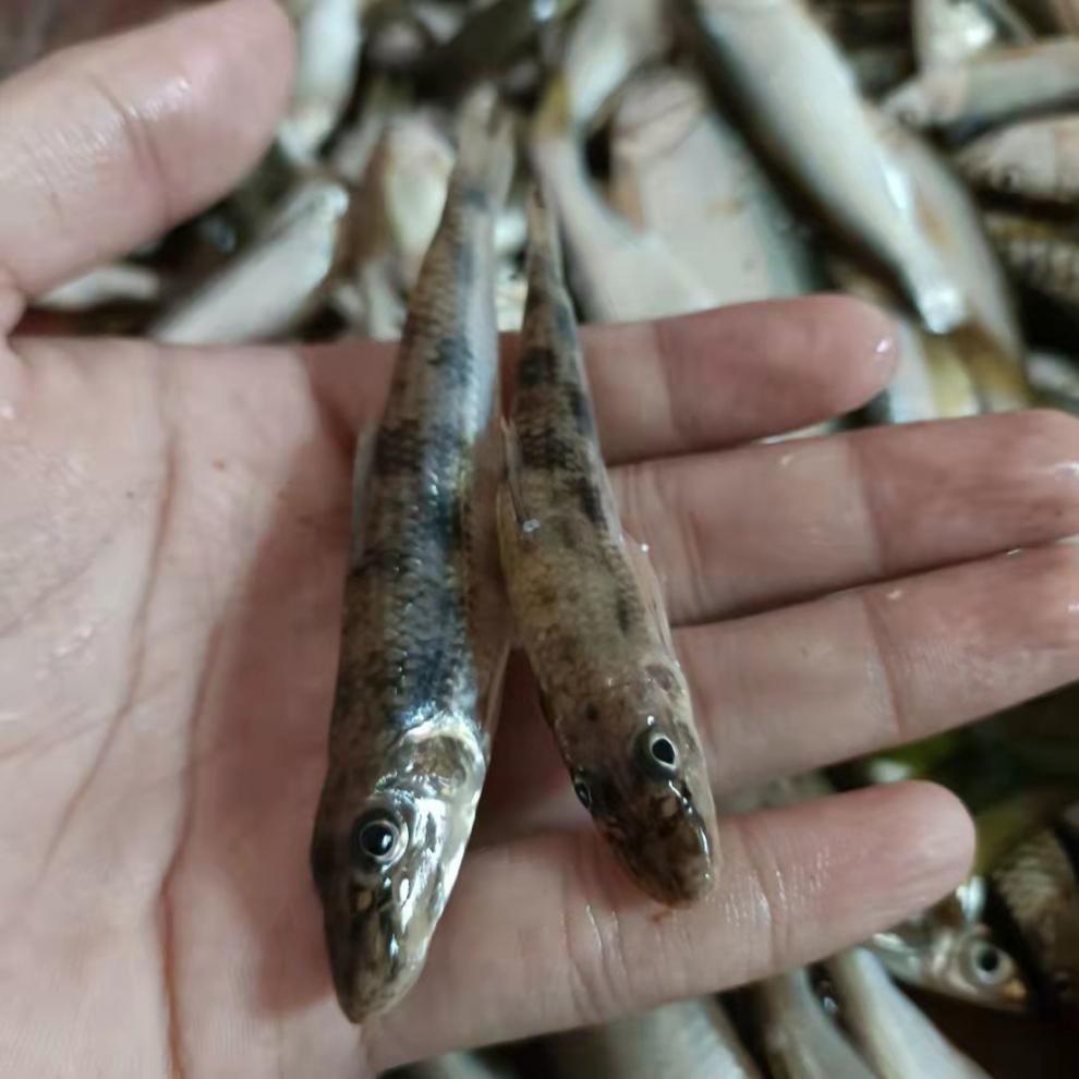 现杀鲜活马口鱼 小河鱼桃花鱼 新鲜溪流鱼 淡水鱼 马口鱼 桃花鱼 半斤