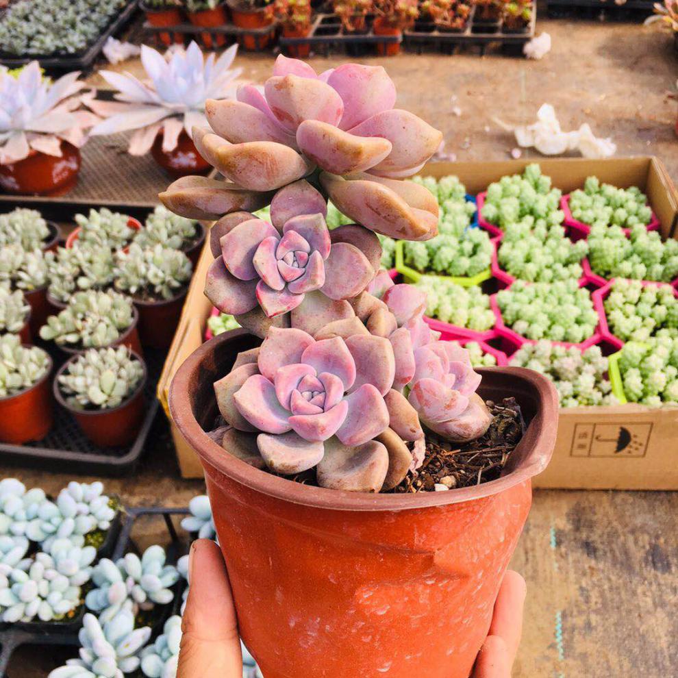 紫乐多肉紫乐老桩多头超大华丽风车单头裸根不带土