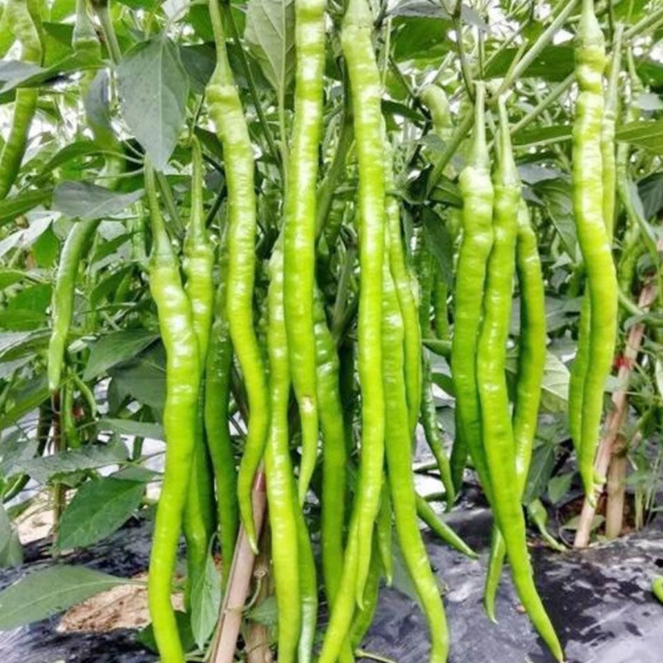 泥盆纪长线辣椒种子四季蔬菜种子香辣辣椒种孑香辣型高产耐热耐湿条椒