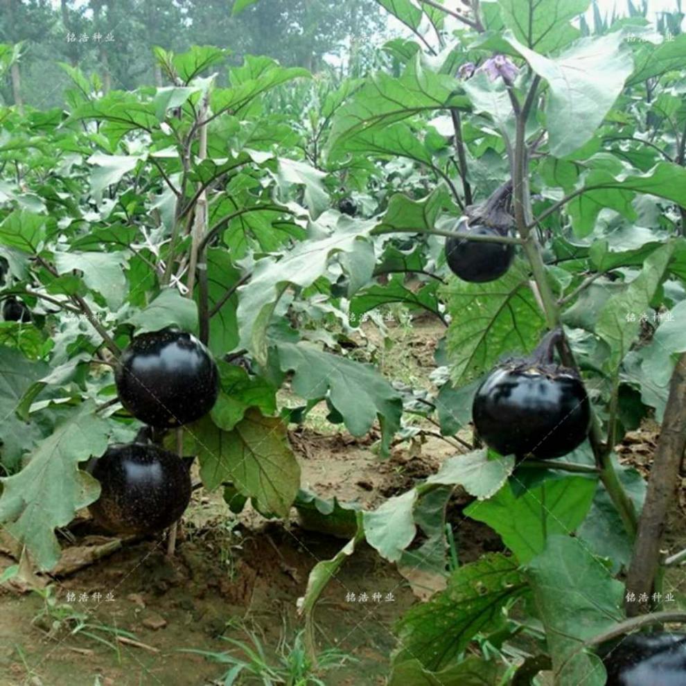 农家紫皮圆茄种子高产快圆茄子抗病早熟春季夏季四季播种蔬菜种子快圆