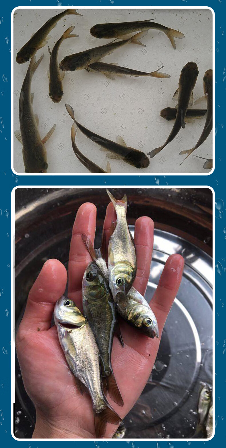 花鲢鱼苗大头鱼苗鲢鳙鱼苗胖头鱼苗淡水养殖活体鱼苗重庆永川水花