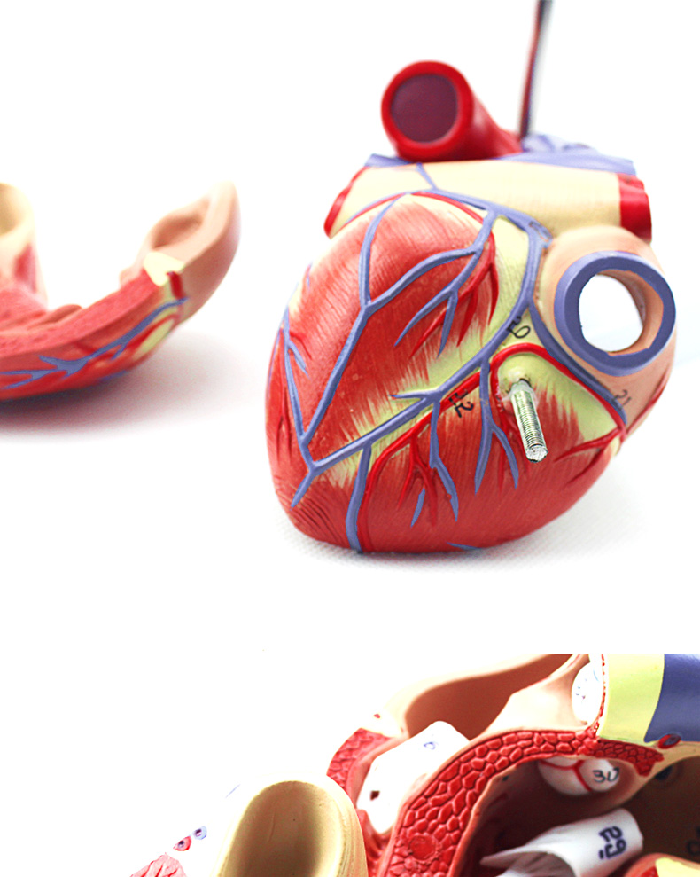医学教学人体心脏模型可拆卸冠状动脉心血管血液循环解剖器官玩具雅德