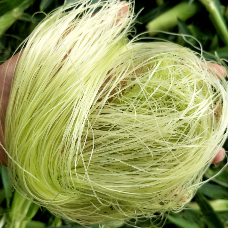 广西横县新鲜玉米须茶农家种植现剥现发玉米笋须500g 新鲜玉米须500g