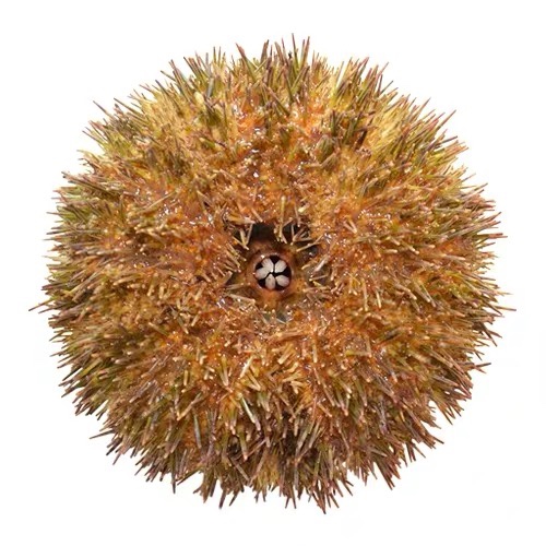 【顺丰冷链-舔鲜】鲜活大号马粪海胆500g上海闪送特大紫胆大连北海