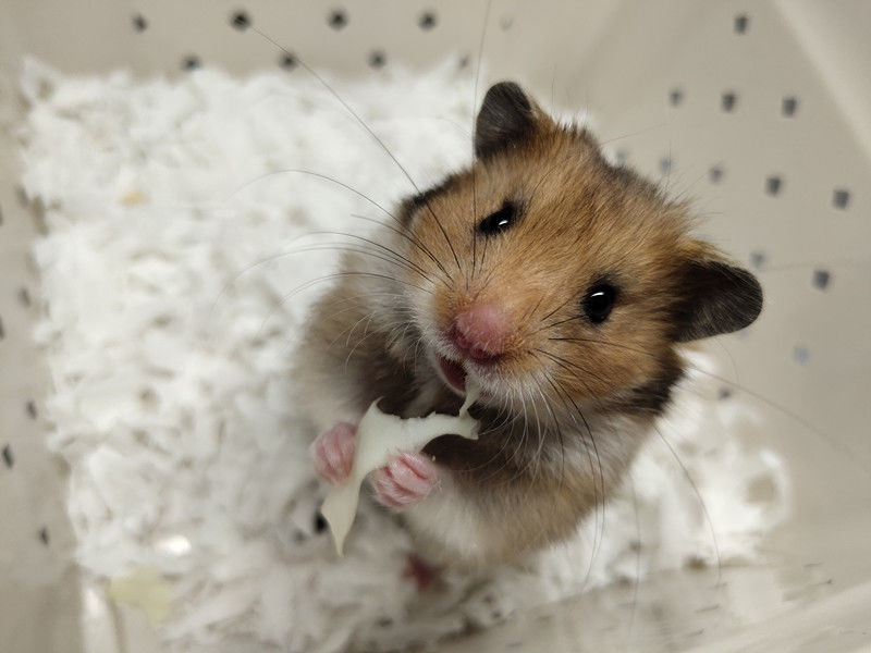 kjhgf纯银杂银长毛金丝熊宝宝金丝熊活物宠物 长毛肉桂假面