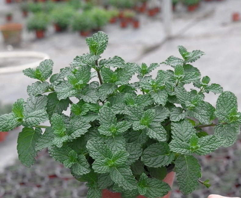柠檬薄荷正宗柠檬香蜂草苗柠檬香水薄荷香草植物盆栽蜜蜂花泡茶巧克力