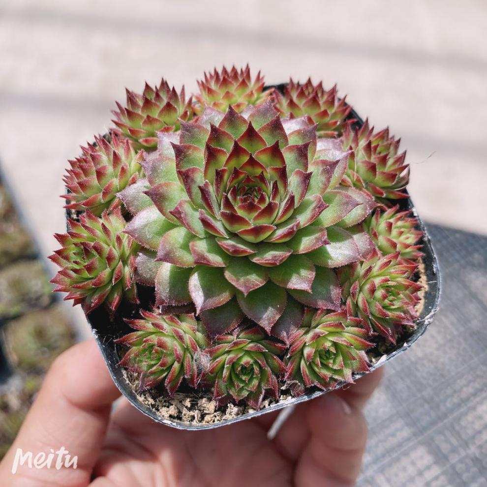 长生草 鸡血野马 多肉植物 红色肉肉 经典贵货 野马群生10公分盆 裸根