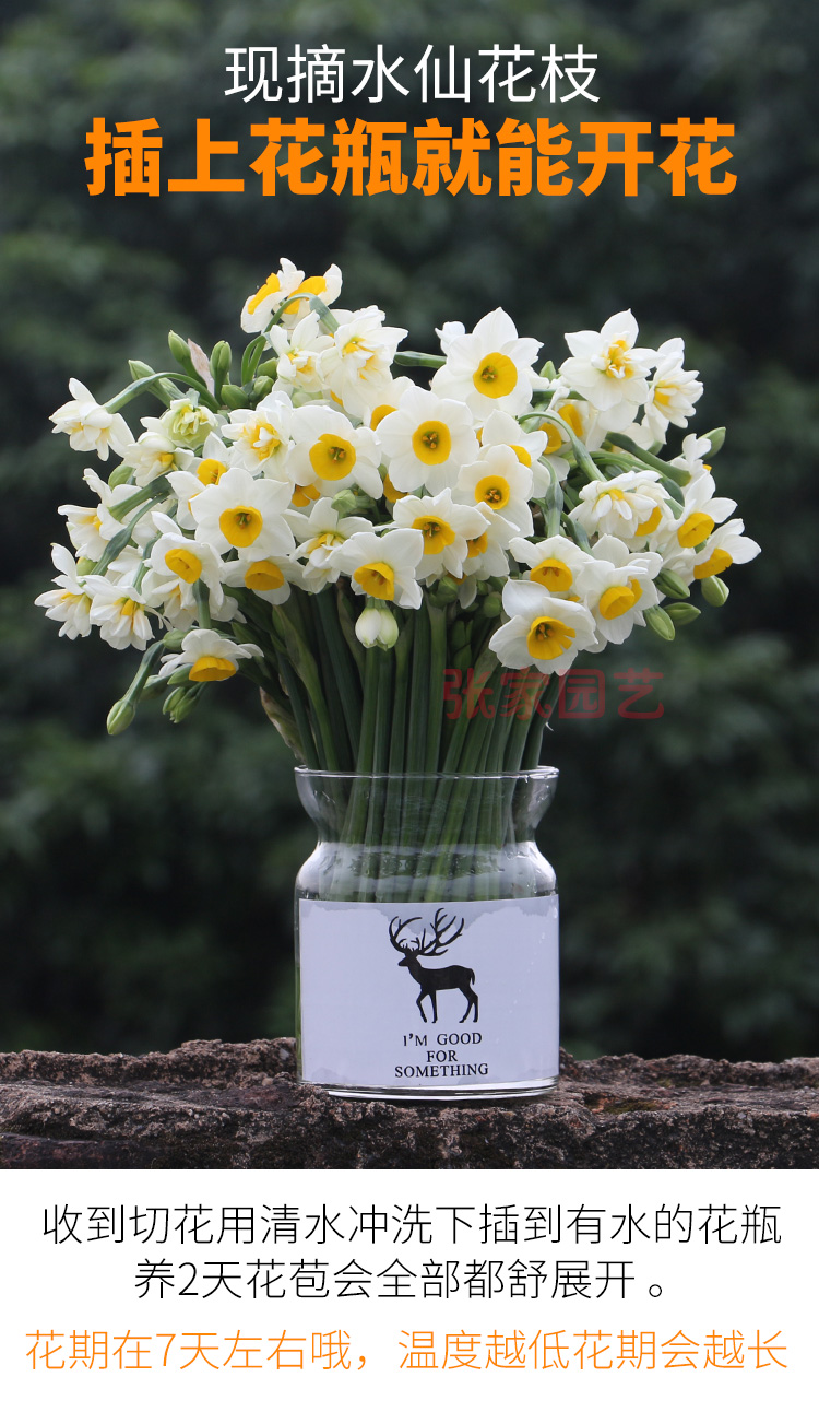 水仙花鲜切花水养鲜花束室内插花水培花卉浓香基地漳州水仙花冬季单瓣一捆50枝 普通快递 不含盆 图片价格品牌报价 京东 水仙花鲜切花水养鲜花束室内插花水培花卉浓香基地漳州水仙花冬季单瓣一捆50枝 普通快递 不含盆 图片价格品牌报价 京东