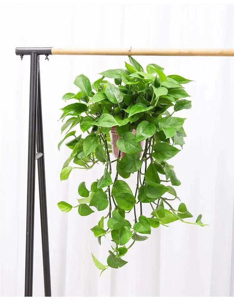 绿植大盆绿萝长藤吊兰水培绿萝盆栽室内大藤大盆绿萝花卉绿植盆栽植物