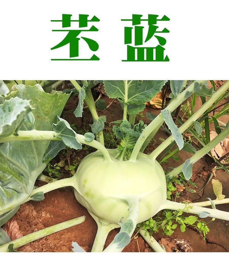 新鲜苤蓝云南土苤茄莲球茎甘蓝橄榄球丕蓝芥菜头疙瘩蔬菜5斤装