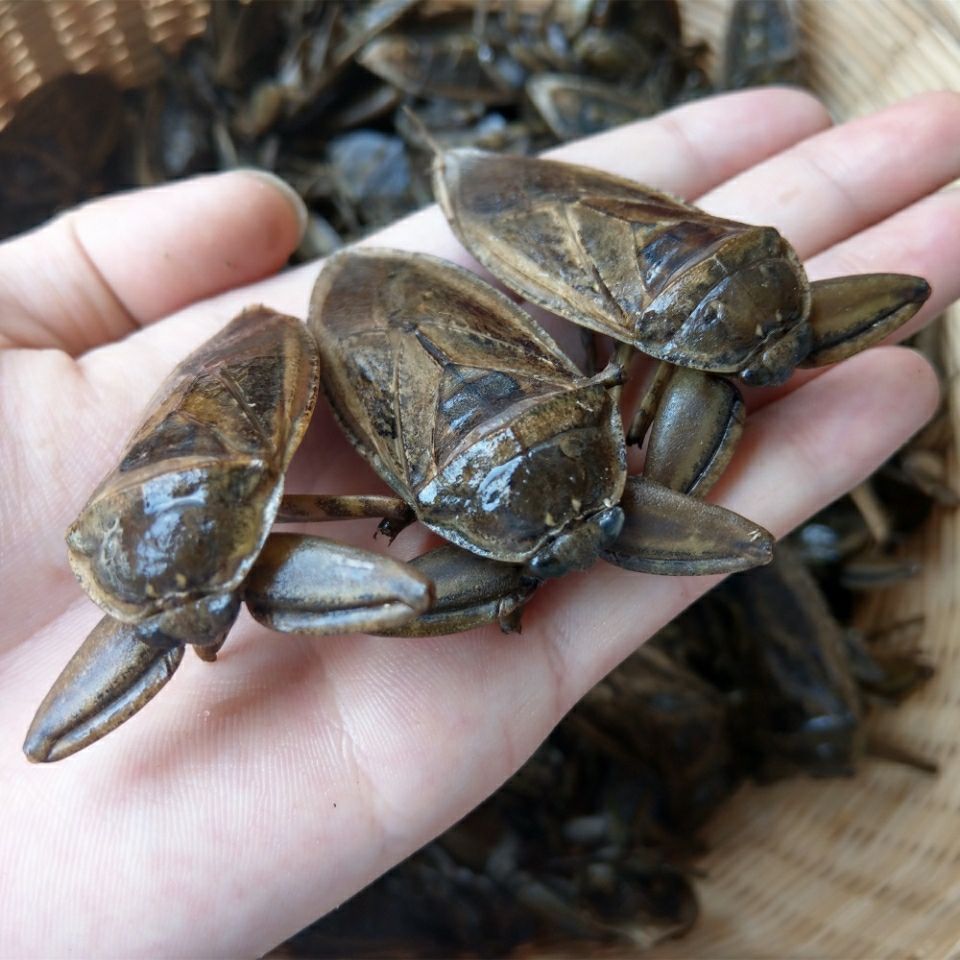 16只起售新鲜速冻水知了水蟑螂桂花蝉水蟑螂掐脚虫材水蟑螂16只