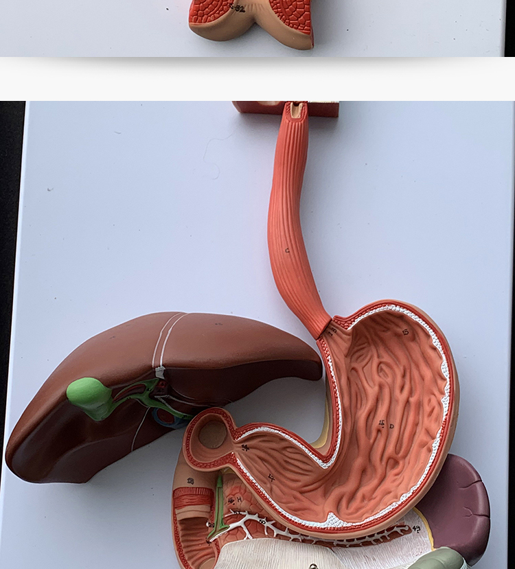 用粘土做胃的模型图片