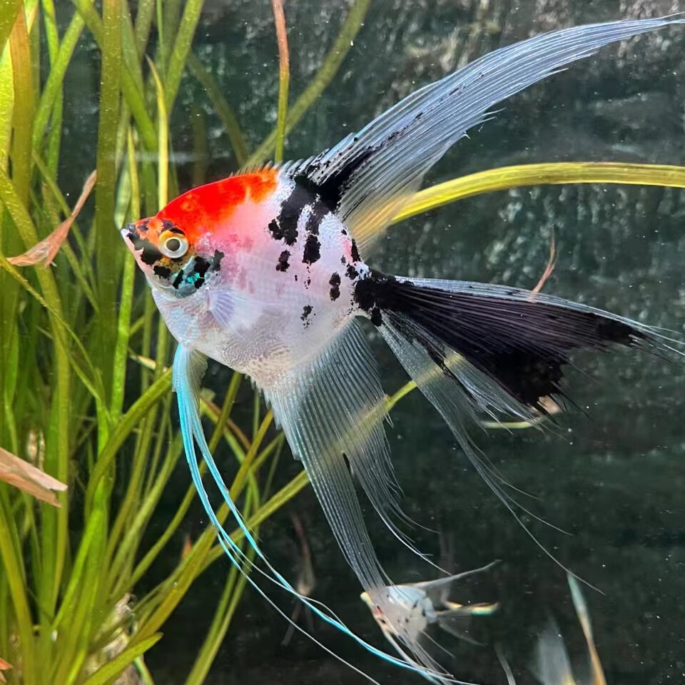 鱼活体神仙鱼燕鱼密鲁云石埃及熊猫墨燕红魔鬼热带淡水鱼宠 大红袍 红