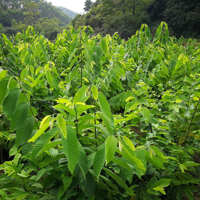 嫁接凤梨释迦番荔枝蜜佛头果佛陀果树苗木苗地栽盆栽当年结果 二年苗