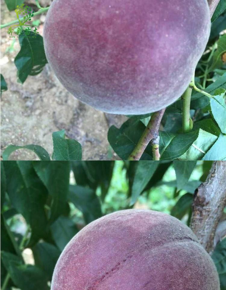 新品种黑桃王桃树苗黑桃皇后树苗嫁接桃树果苗南北方种植当年结果6年