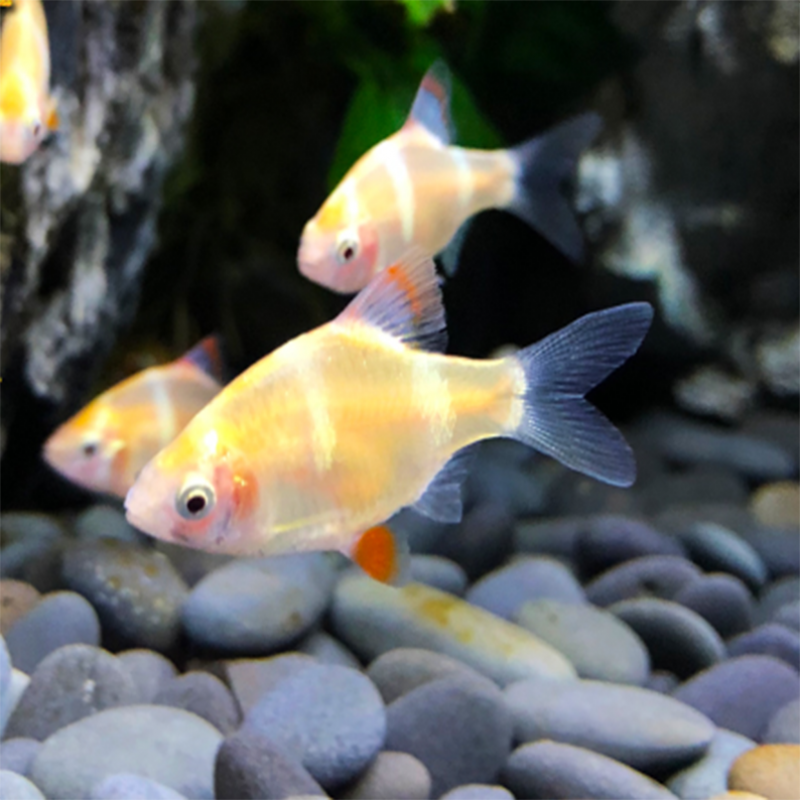 【京东推荐】虎皮鱼活体绿蓝金虎皮四间虎鱼小型热带观赏鱼活体草缸鱼