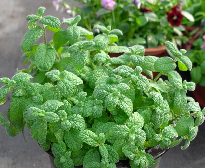柠檬薄荷正宗柠檬香蜂草苗柠檬香水薄荷香草植物盆栽蜜蜂花泡茶巧克力