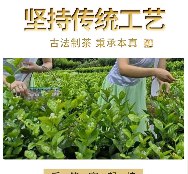 一单一罐茉莉花茶 福建2020年新茶浓香型绿茶加茉莉花茶叶50g