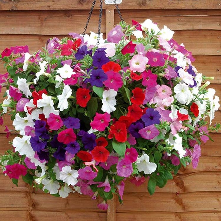 矮牵牛花苗四季室外好养易活易爆盆阳台庭院花卉盆栽绿植秋颖矮牵牛混