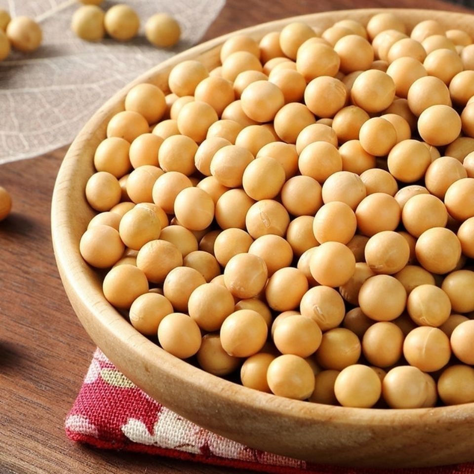 东北农家自种新大豆大小粒笨黄豆可发芽打豆浆黄豆批发黄豆1斤
