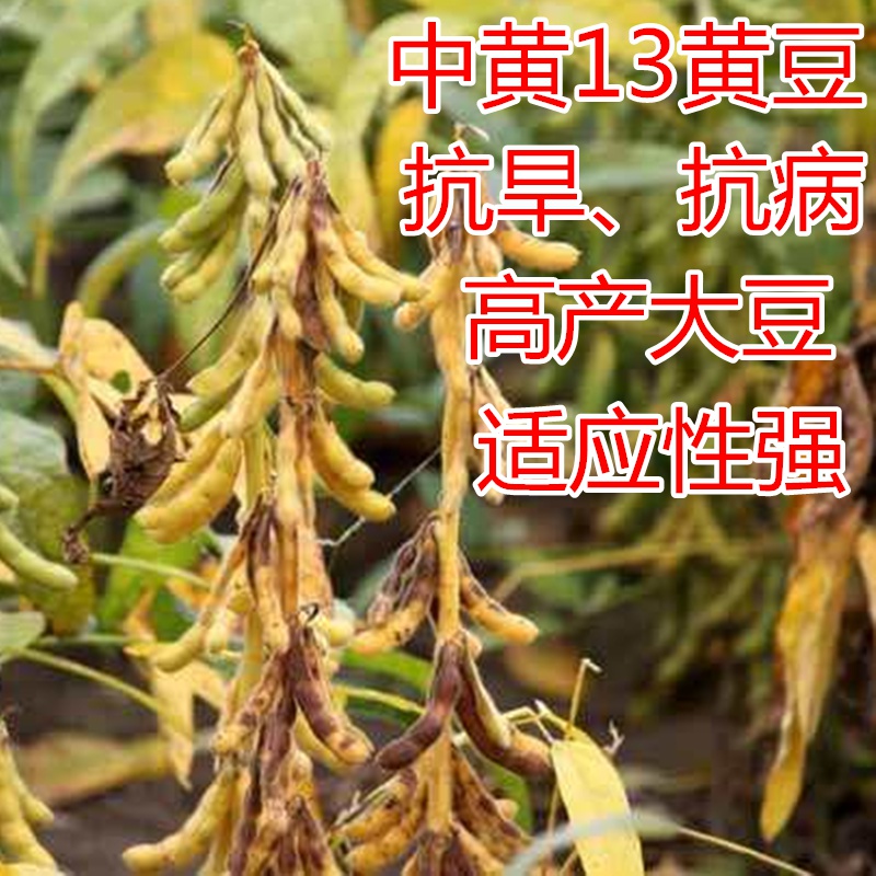 黄豆种子高产中黄13中黄57高产亩产千斤农户大面积种植大豆种中黄3720