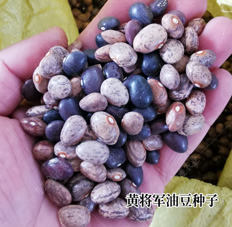 东北油豆种籽红金钩豆角种子黄金勾芸豆大荚农家四季种植蔬菜种孑