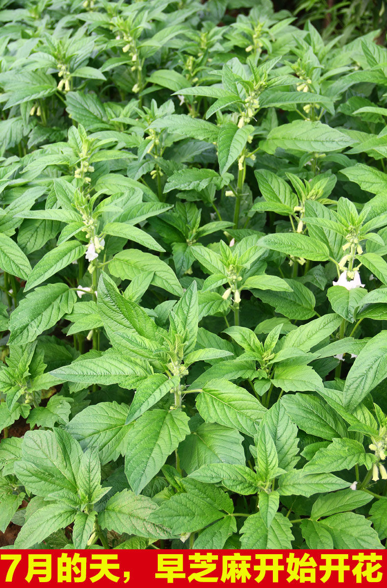 农晒制干芝麻叶干菜野菜芝麻油叶子新货河南特产芝麻叶面条干菜 干