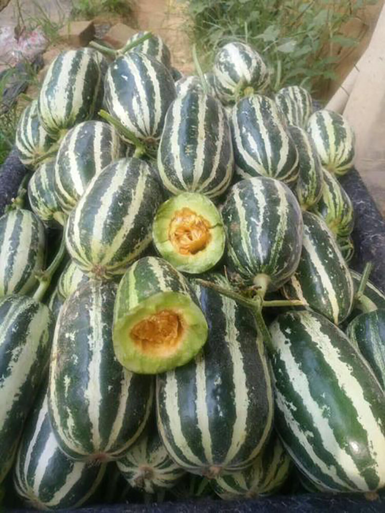 采缇现货5斤东北新鲜博洋九9号甜瓜香瓜羊角蜜 香瓜羊角蜜【图片 价格