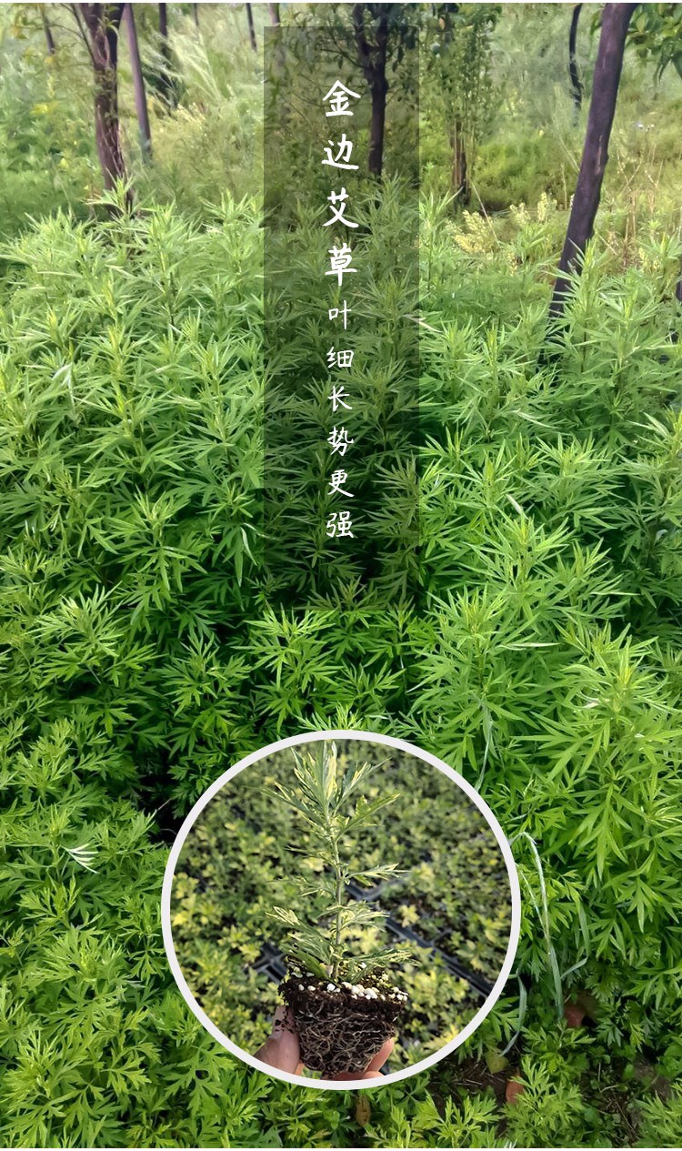 寿禾艾草苗秧药用食用新鲜艾蒿野生盆栽艾草幼苗9棵