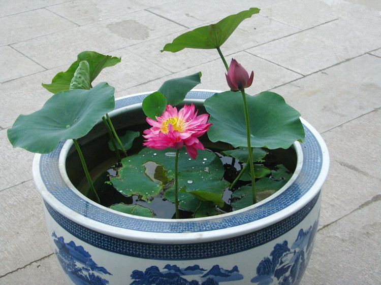 已开口30粒水培植物迷你睡莲根块种藕荷花种子室内阳台盆栽绿植花卉