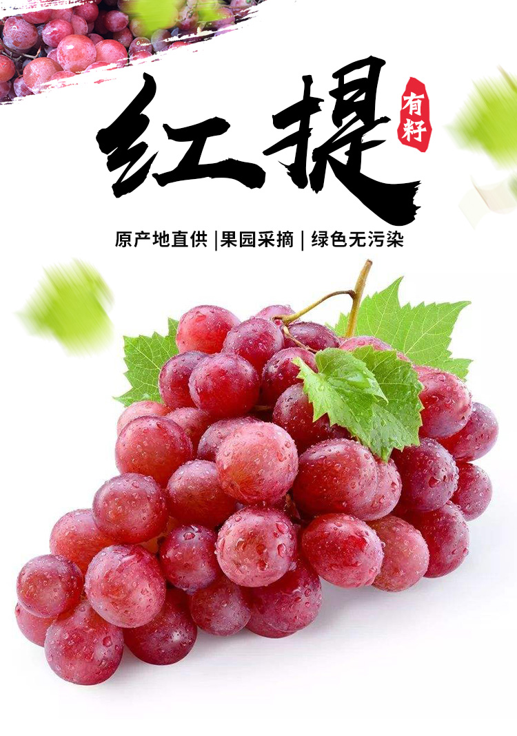 陕西红提子 葡萄现摘水果精品果 礼盒 2斤装【图片