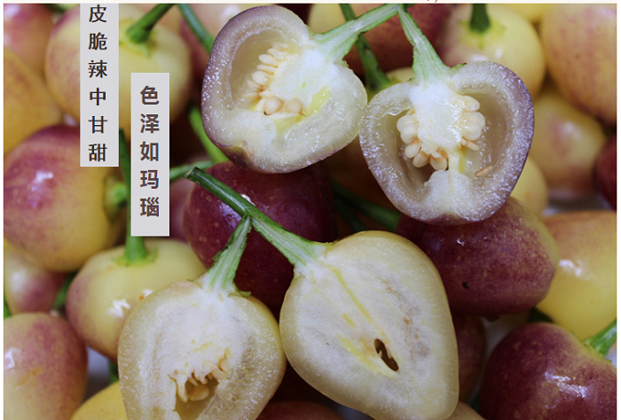 五彩椒种子五色椒种子观赏食用辣椒种子四季种腌制泡椒种子新奇 鑫农