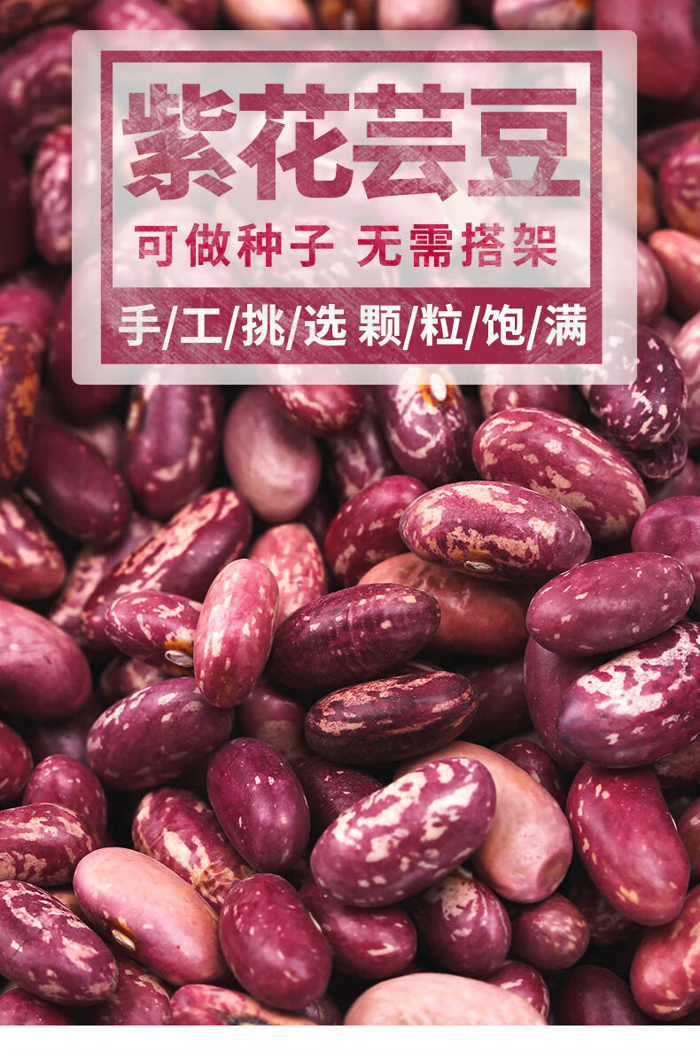 紫花芸豆红芸豆批发饭豆种子大碴粥豆馅煮粥紫云豆大花豆花芸豆紫花