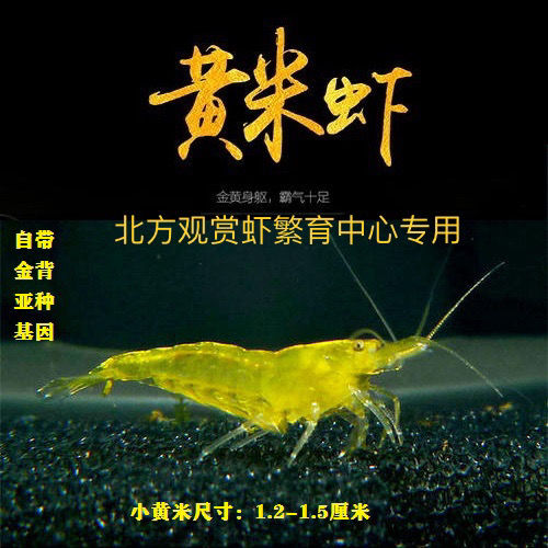 工匠头包活80只精品金背虾黄金米虾德系宽背观赏虾淡水冷水黑壳虾精品
