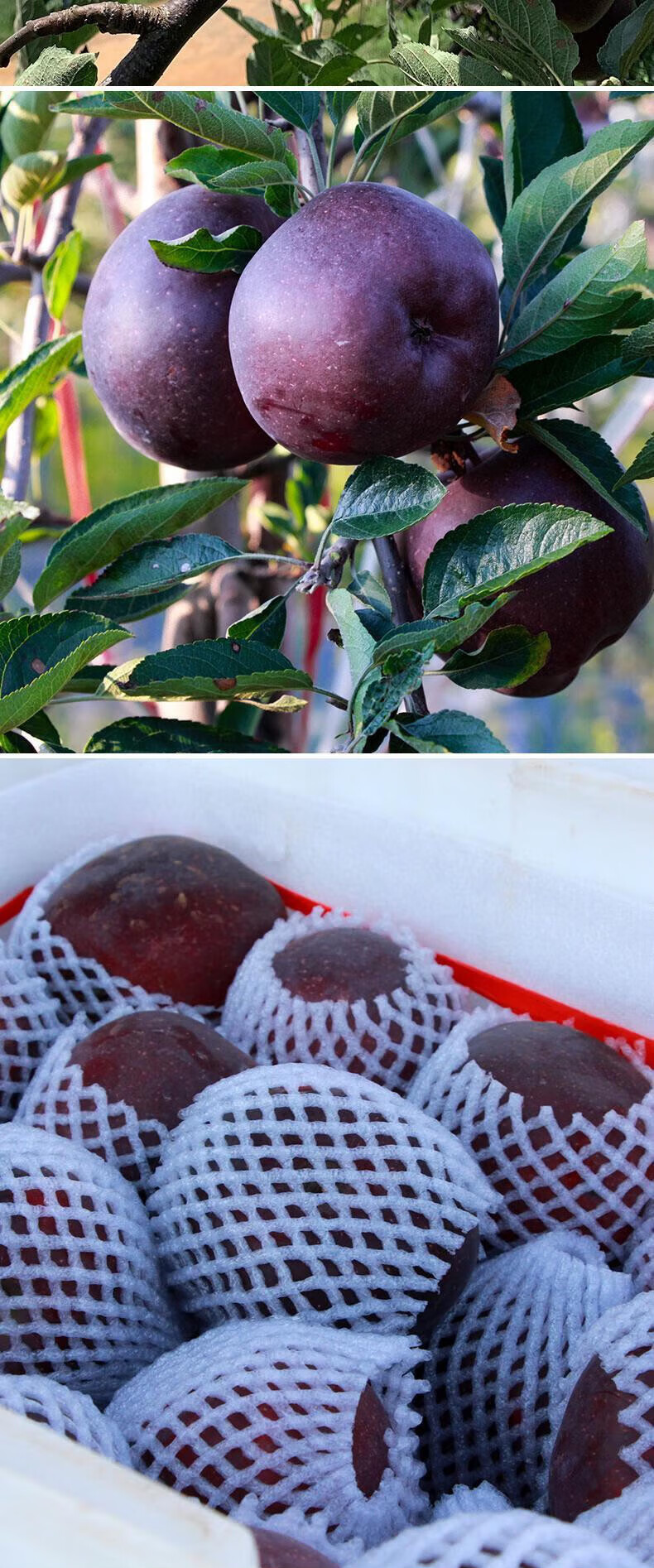 源外园黑钻苹果新鲜黑卡苹果黑苹果不常见的水果当季罕见稀有紫色圣诞