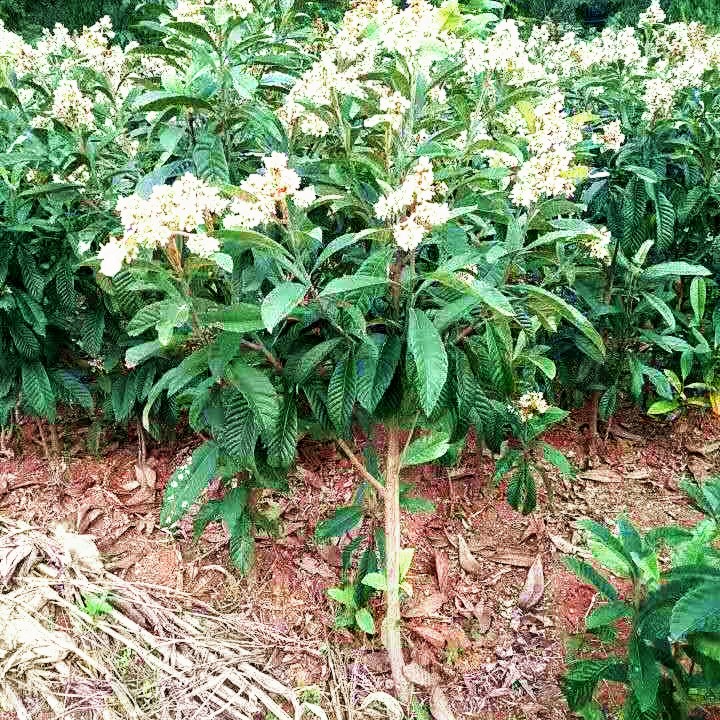 无核砂糖枇杷树苗无籽琵琶嫁接果树苗适合南方北方四季种植耐寒热砂糖