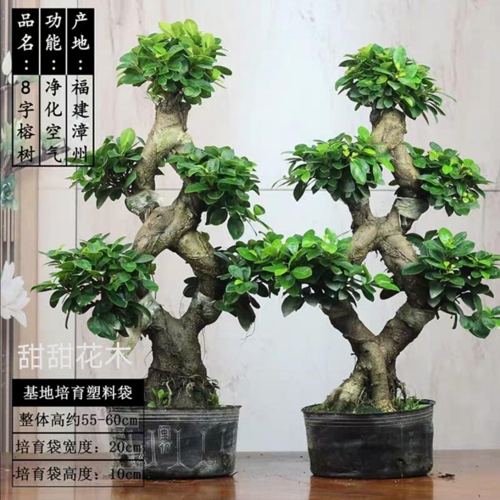 金錢榕盆栽綠植花卉提根老樁搖錢樹小葉人參榕樹盆景植物8字造型小葉