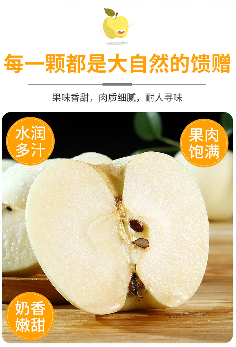 晨臻黄金奶油苹果白色新鲜358斤甜脆多汁牛奶苹果富士生鲜水果3斤