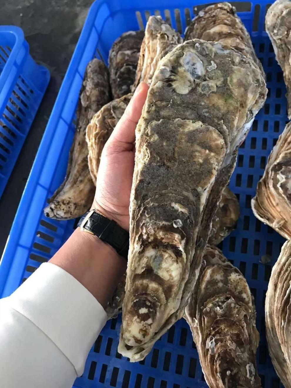 1个1斤起超大鲜活生蚝新鲜牡蛎海鲜水产特大蚝王巨无霸包展志曼智 3-4