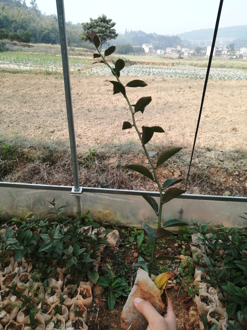 叶仙苗叶仙木麒麟小苗多年老桩嫁接蟹爪兰假昙花仙人球当年开花虎雀a