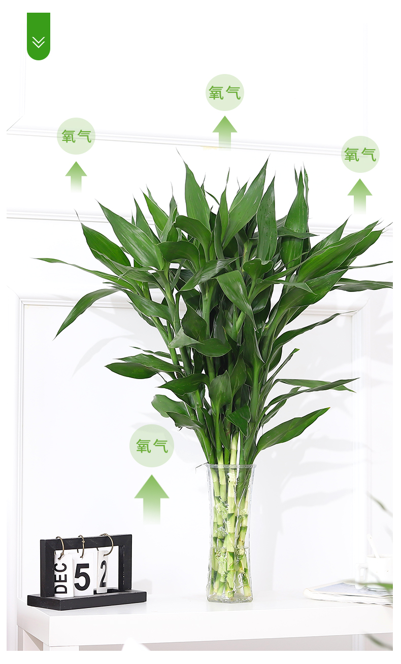 植物水养水培节节高室内客厅绿植小盆栽花卉好养开运竹观音竹3棵营养