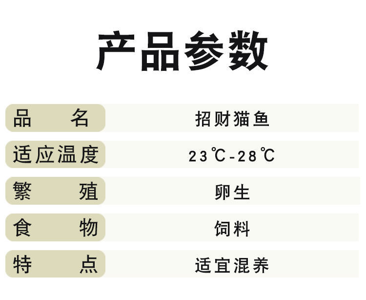 活金丝猫鱼体狗仔鲸鱼大型热带观赏鱼底层鱼 19-21cm猫3条【图片 价格